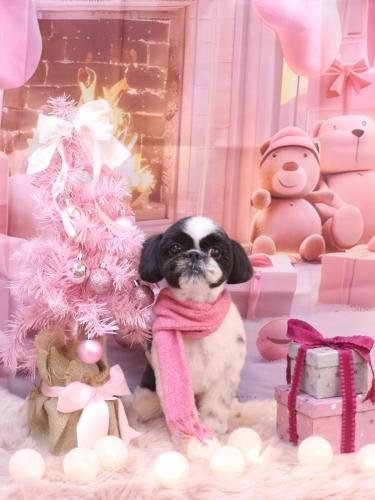 20241226たいがくん